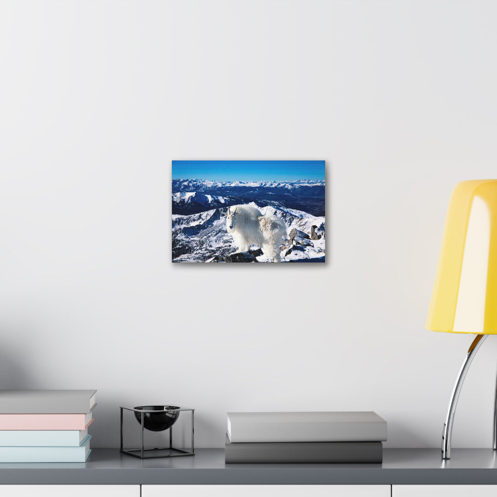 High Country Mountain Goat — Gallery Canvas Print