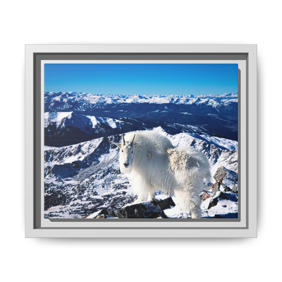 High Country Mountain Goat — Framed Canvas Print