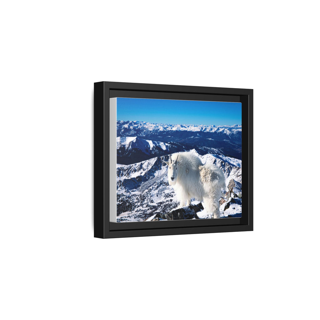 High Country Mountain Goat — Framed Canvas Print