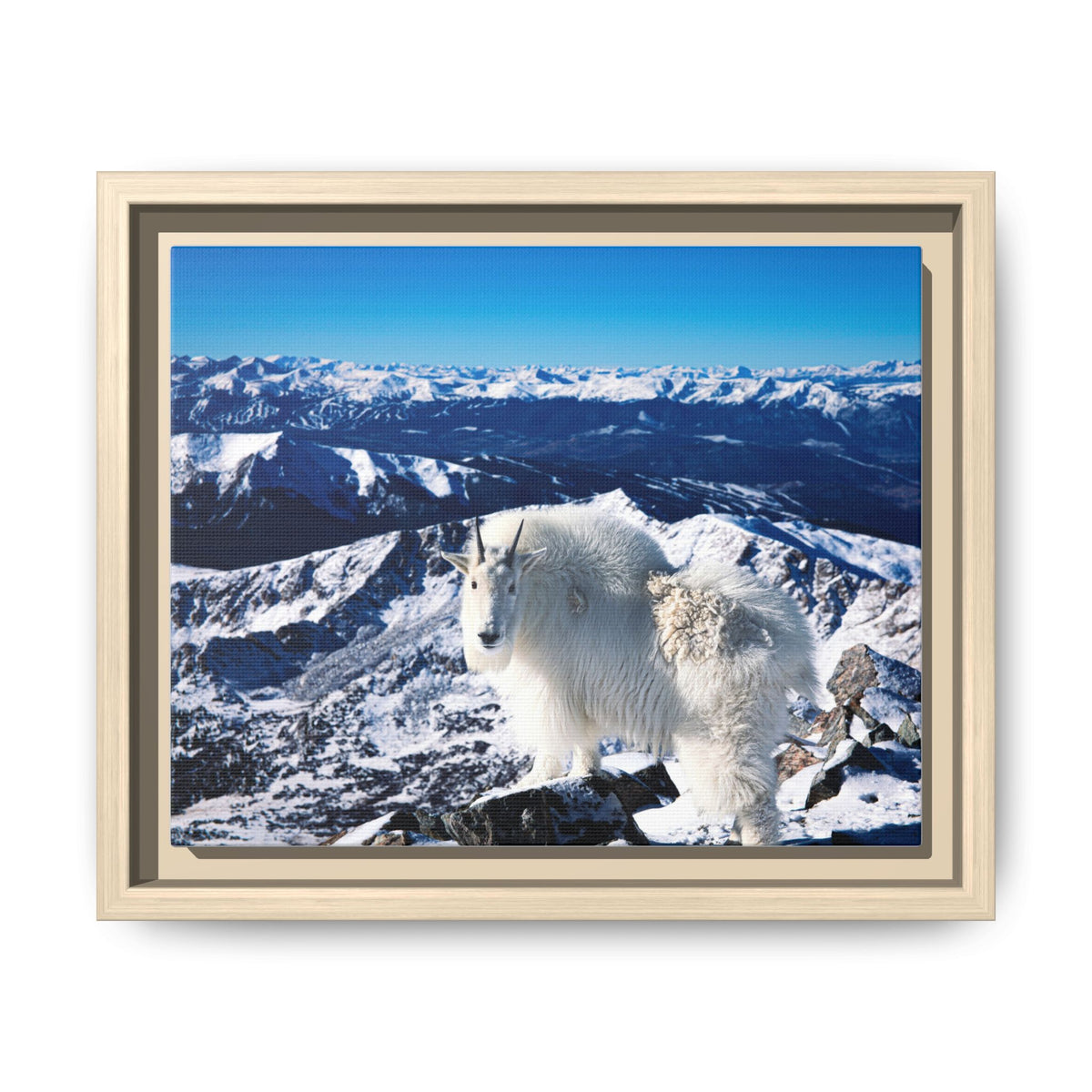High Country Mountain Goat — Framed Canvas Print