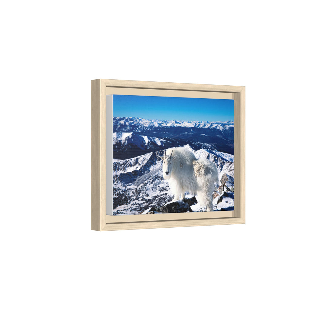High Country Mountain Goat — Framed Canvas Print