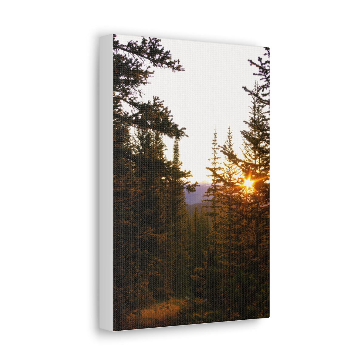 Forest Sunburst — Classic Canvas Print