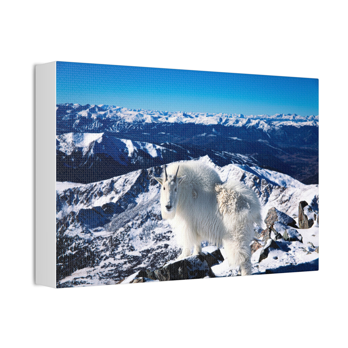 High Country Mountain Goat — Gallery Canvas Print