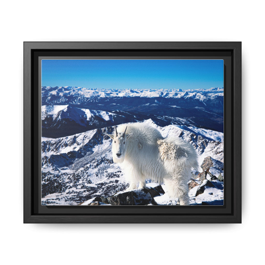 High Country Mountain Goat — Framed Canvas Print