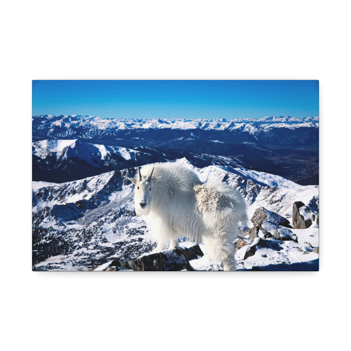 High Country Mountain Goat — Gallery Canvas Print