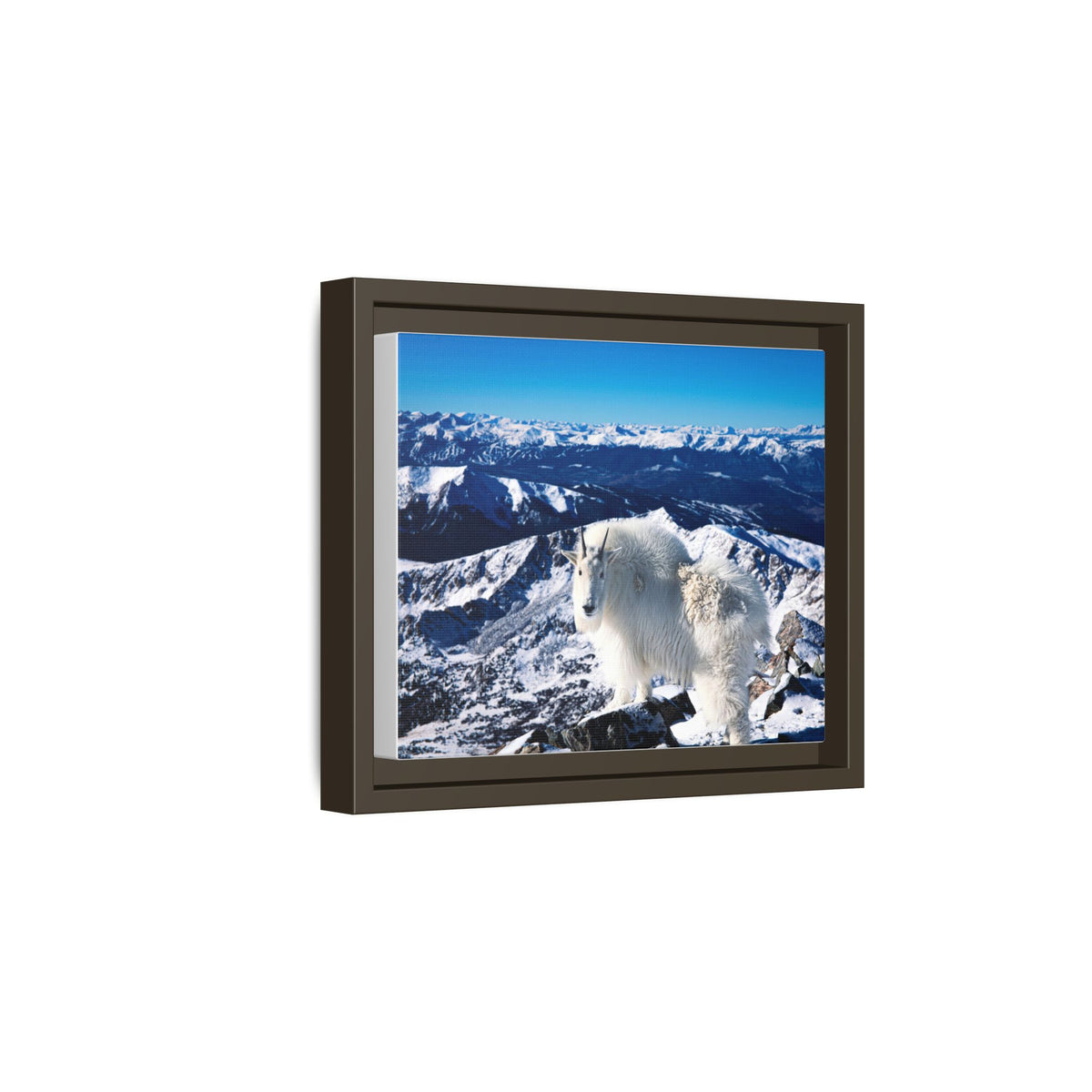High Country Mountain Goat — Framed Canvas Print