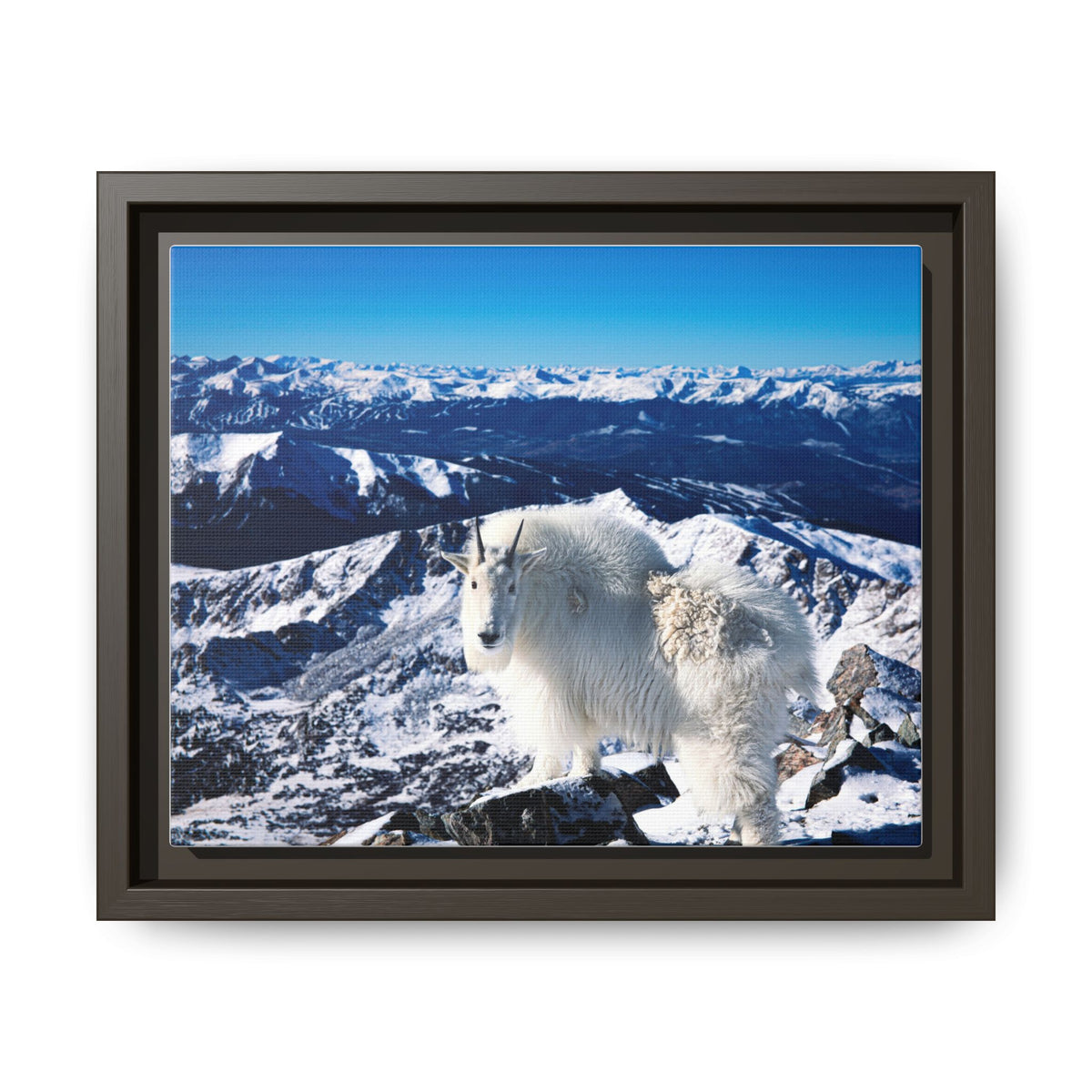 High Country Mountain Goat — Framed Canvas Print